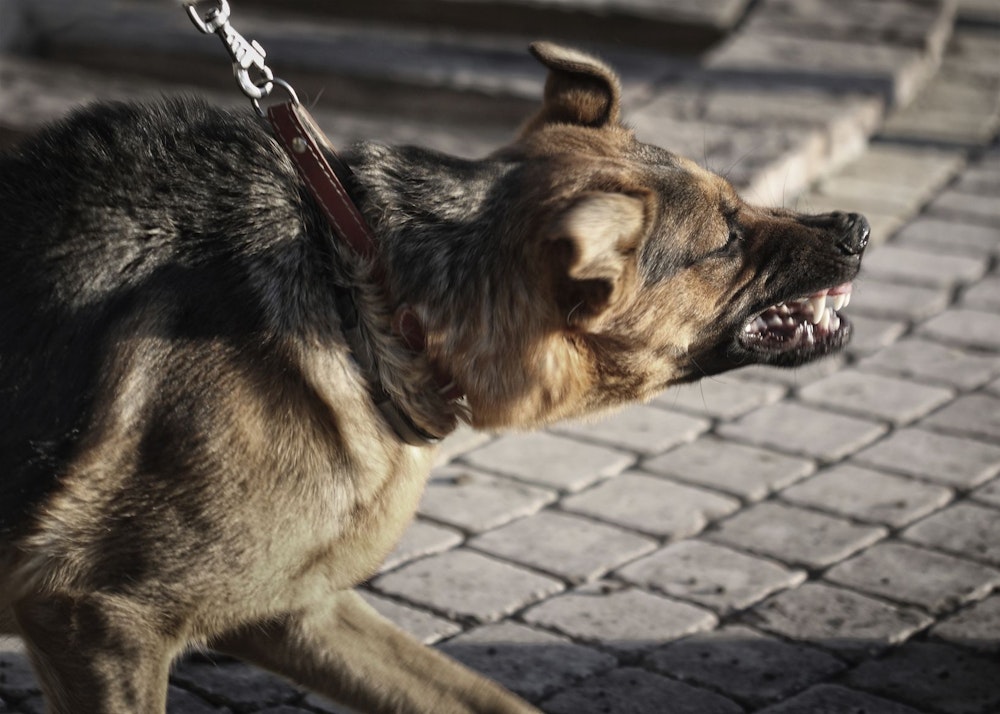 An aggressive dog is restrained with a leash.