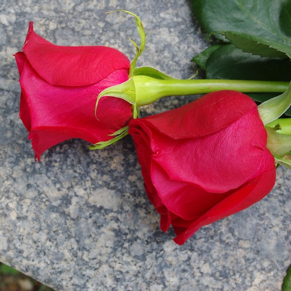 Roses on grave