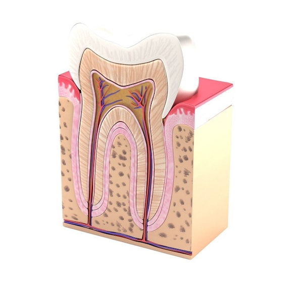 Digital anatomical illustration of a tooth and its components