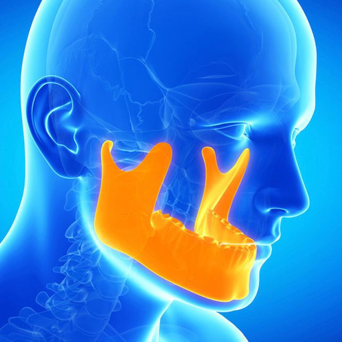 Digital anatomical illustration highlighting the lower jaw