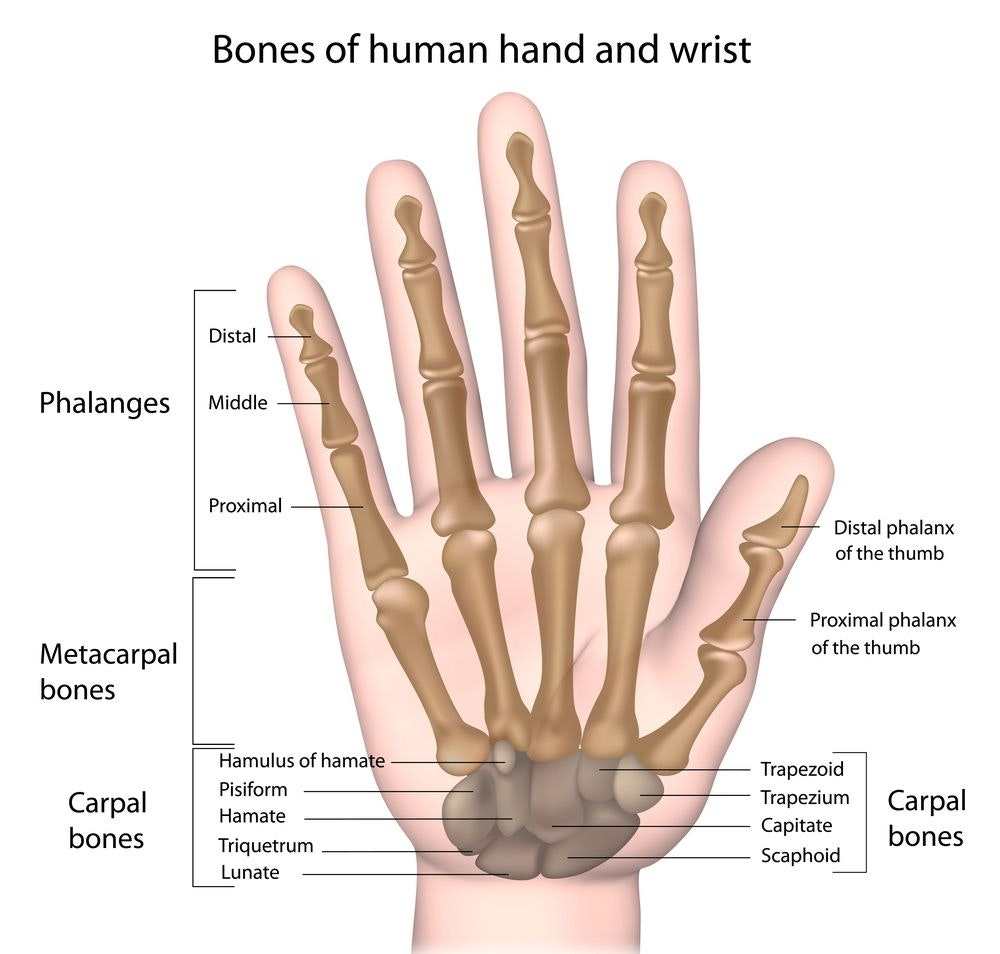List of hand bones