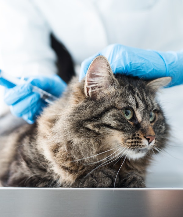 Cat receiving vaccine