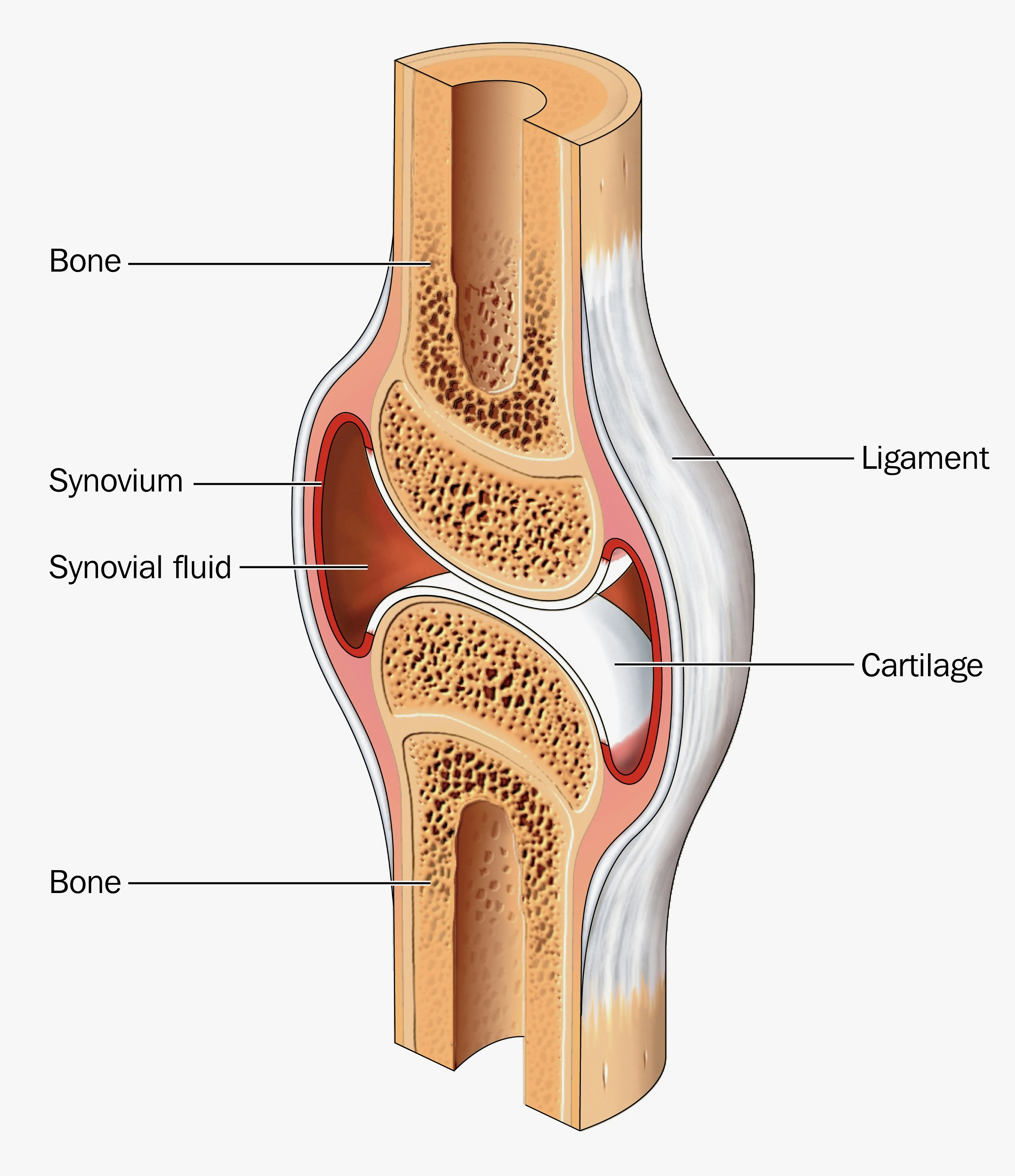 Diagram of synovium