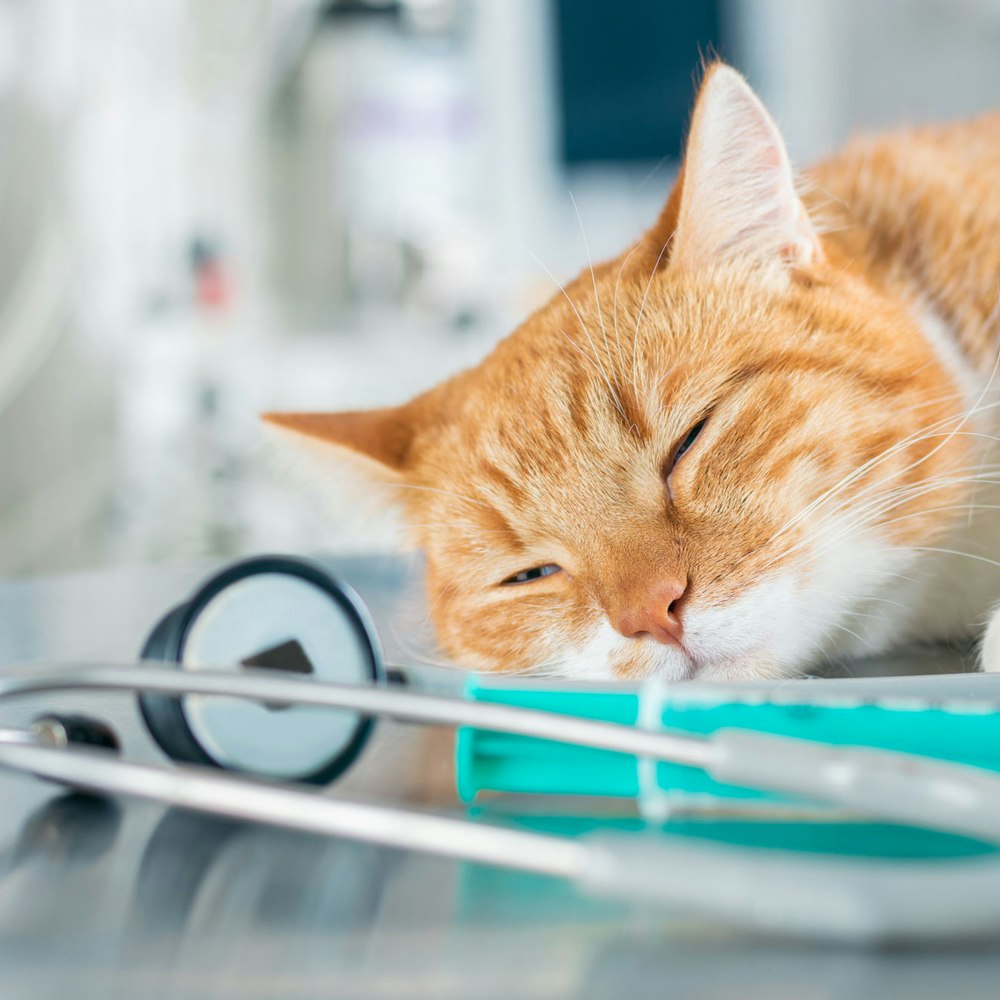 Cat and vaccination shot