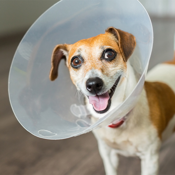 Happy dog in cone
