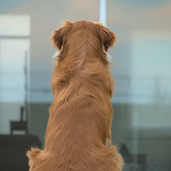 Dog looking out window