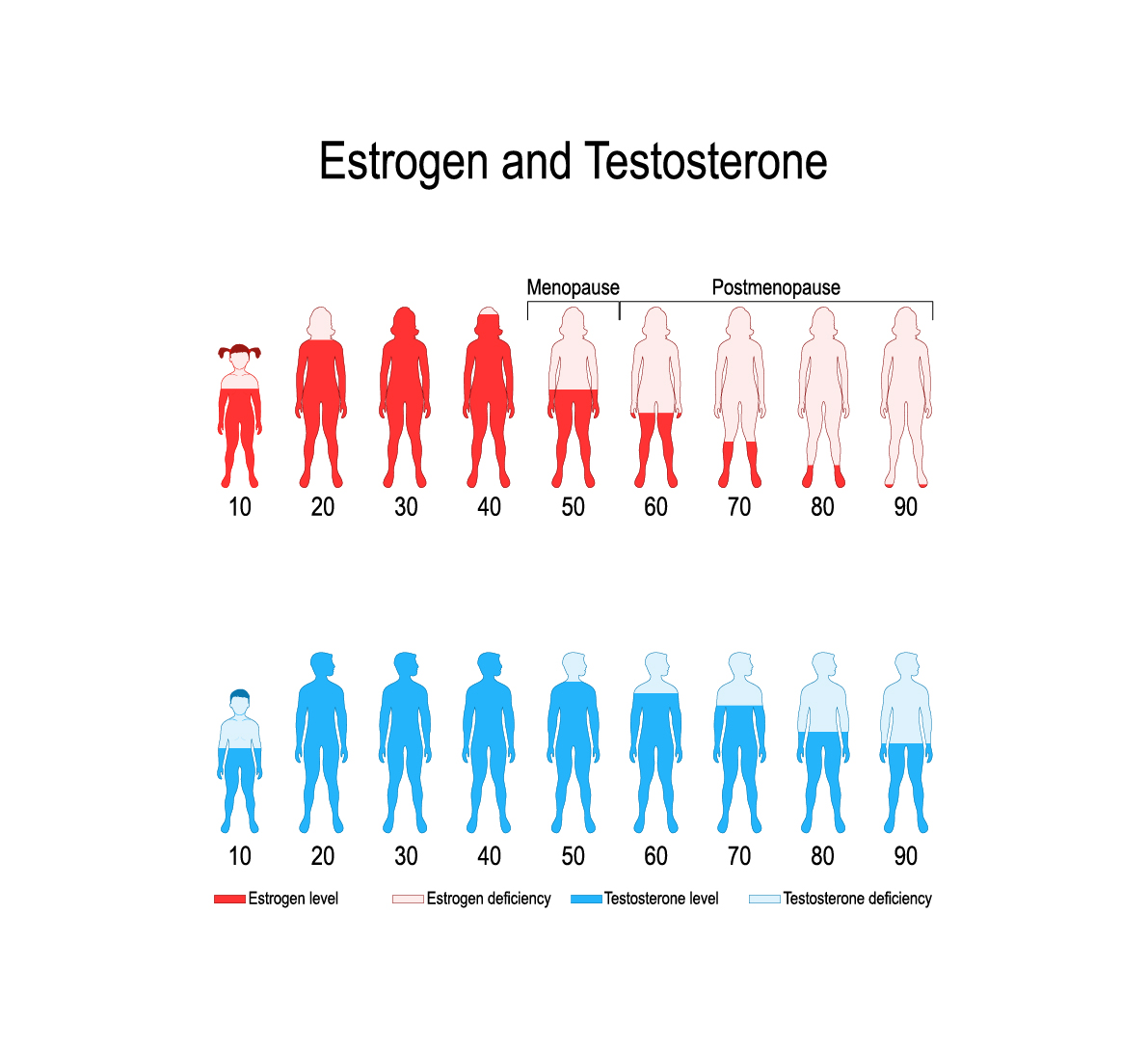 Chart of hormone levels and aging