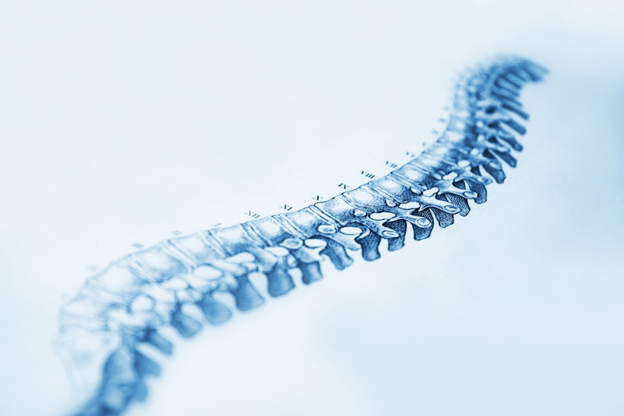 Model of a spine