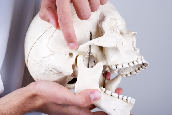 Jaw point on model skull
