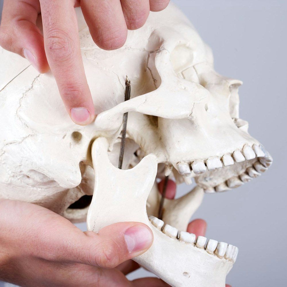 Person pointing to TMJ region on skull