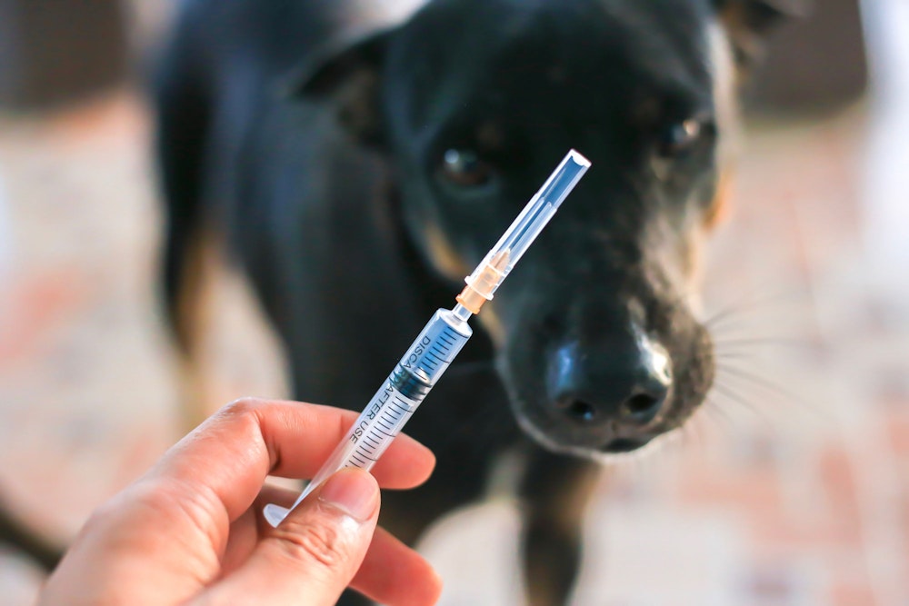 Dog with rabies vaccination
