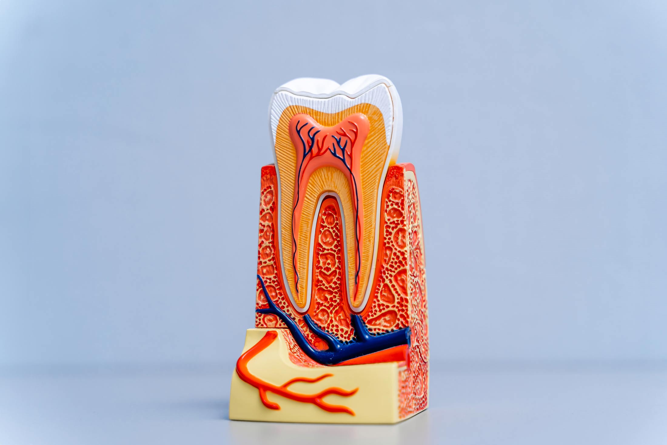Root canal model