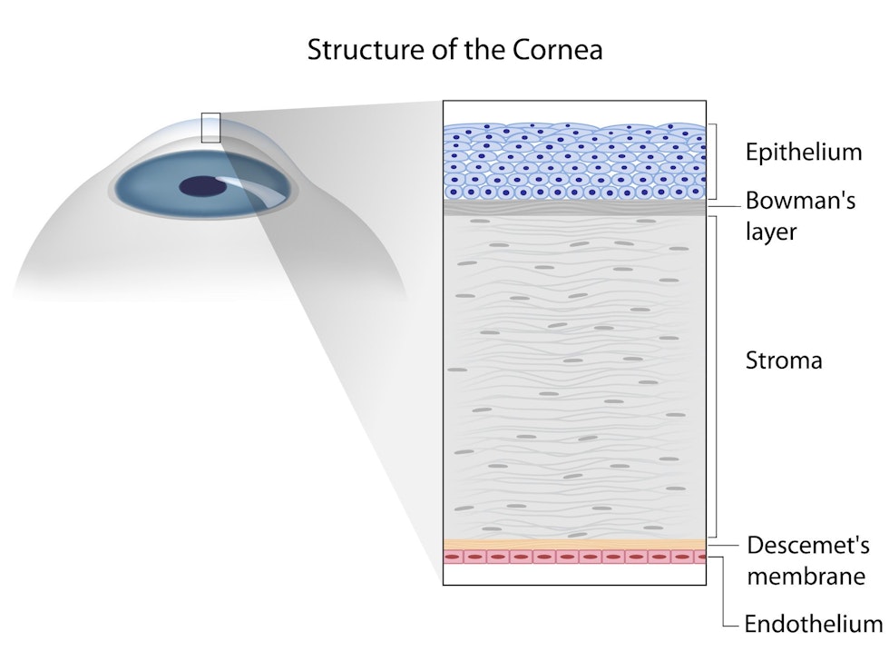 Diagram of the layers that make up the cornea