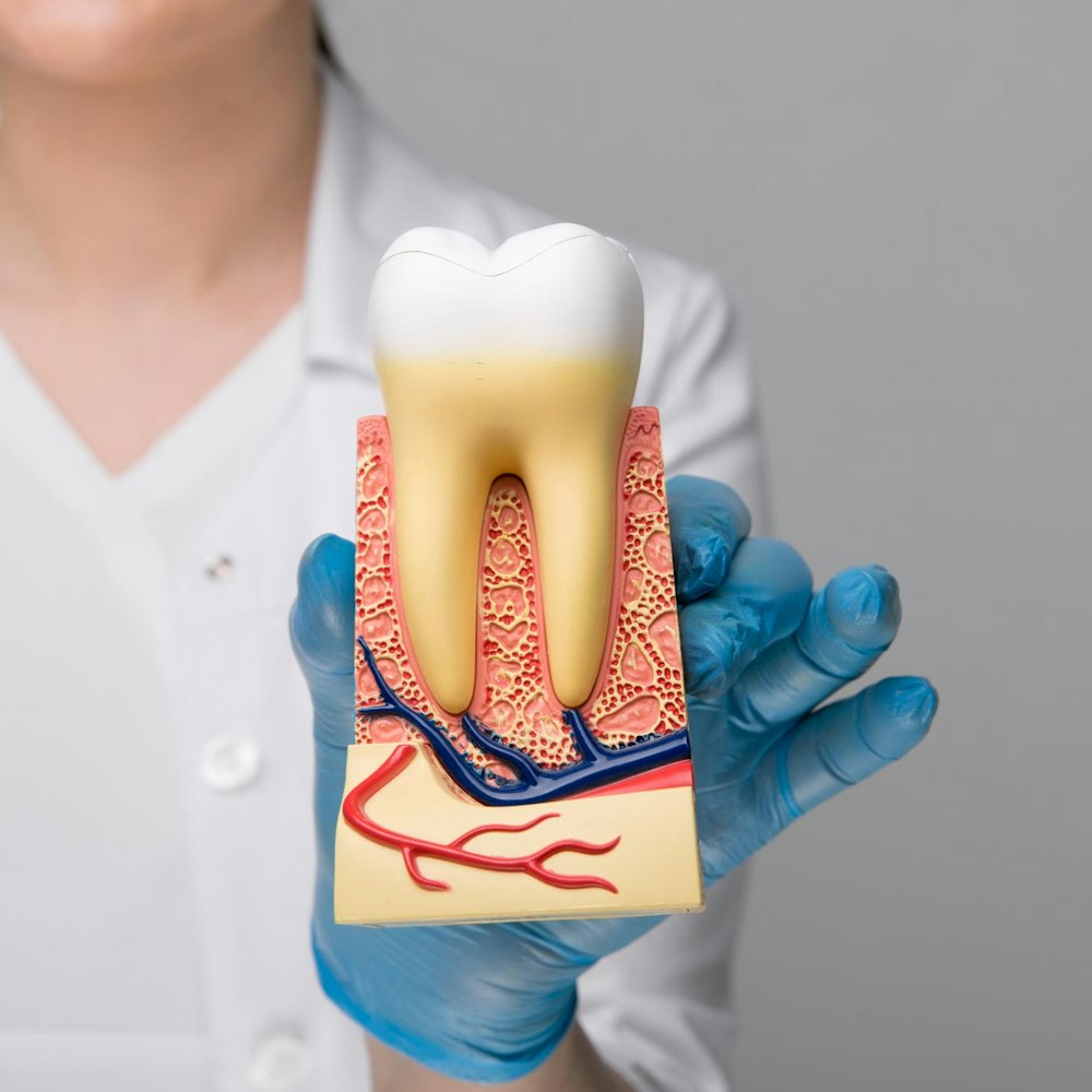 Model of tooth